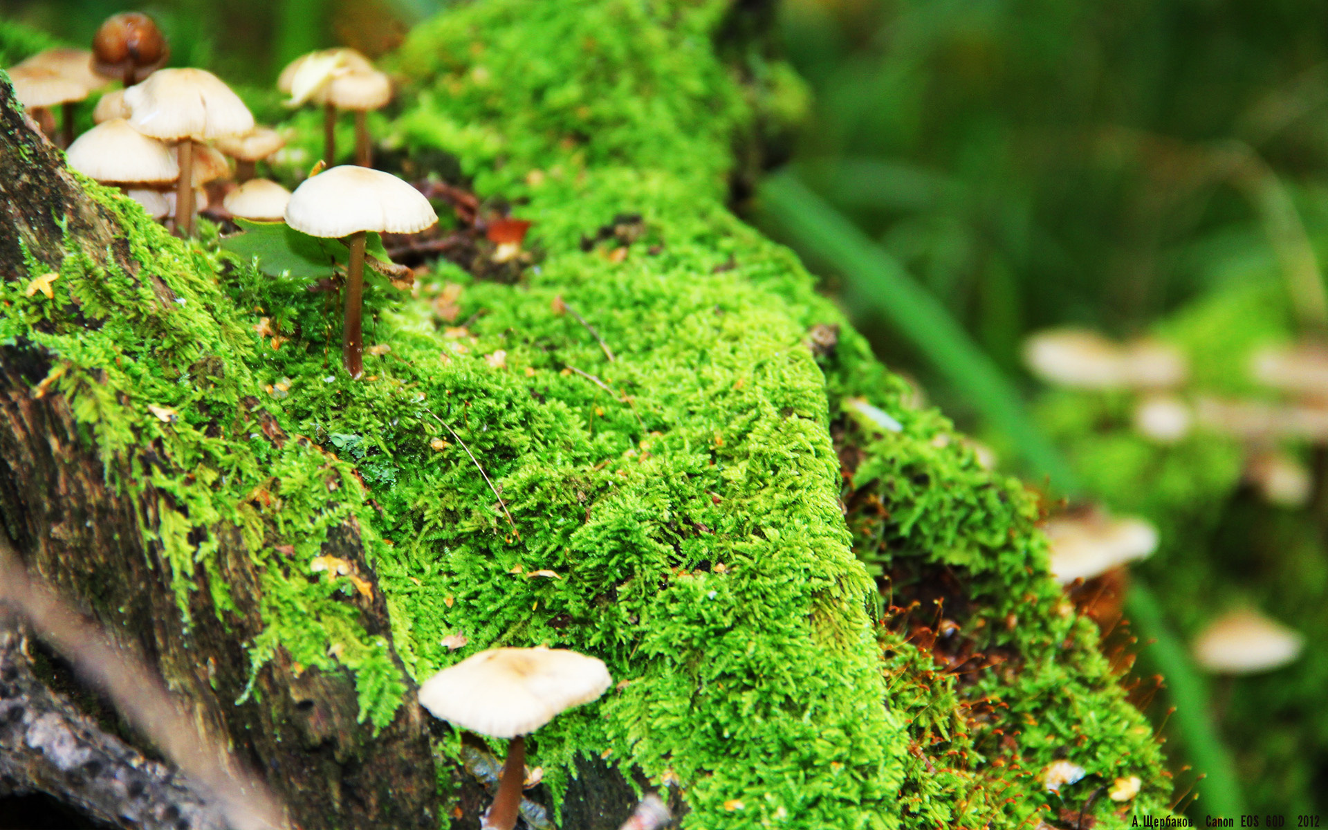 开云体育下载网页版-独行侠签下海外锋线成焦点引热议，独行侠官方网站